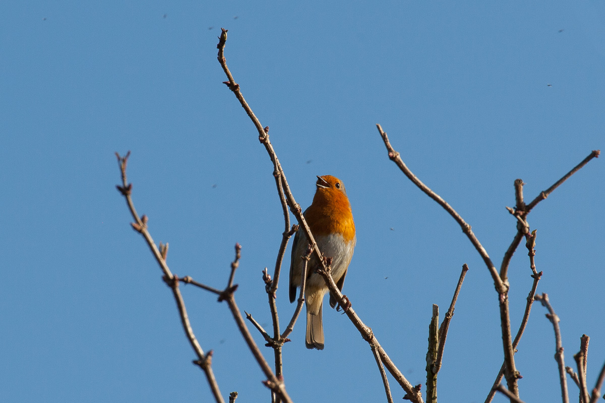 Robin