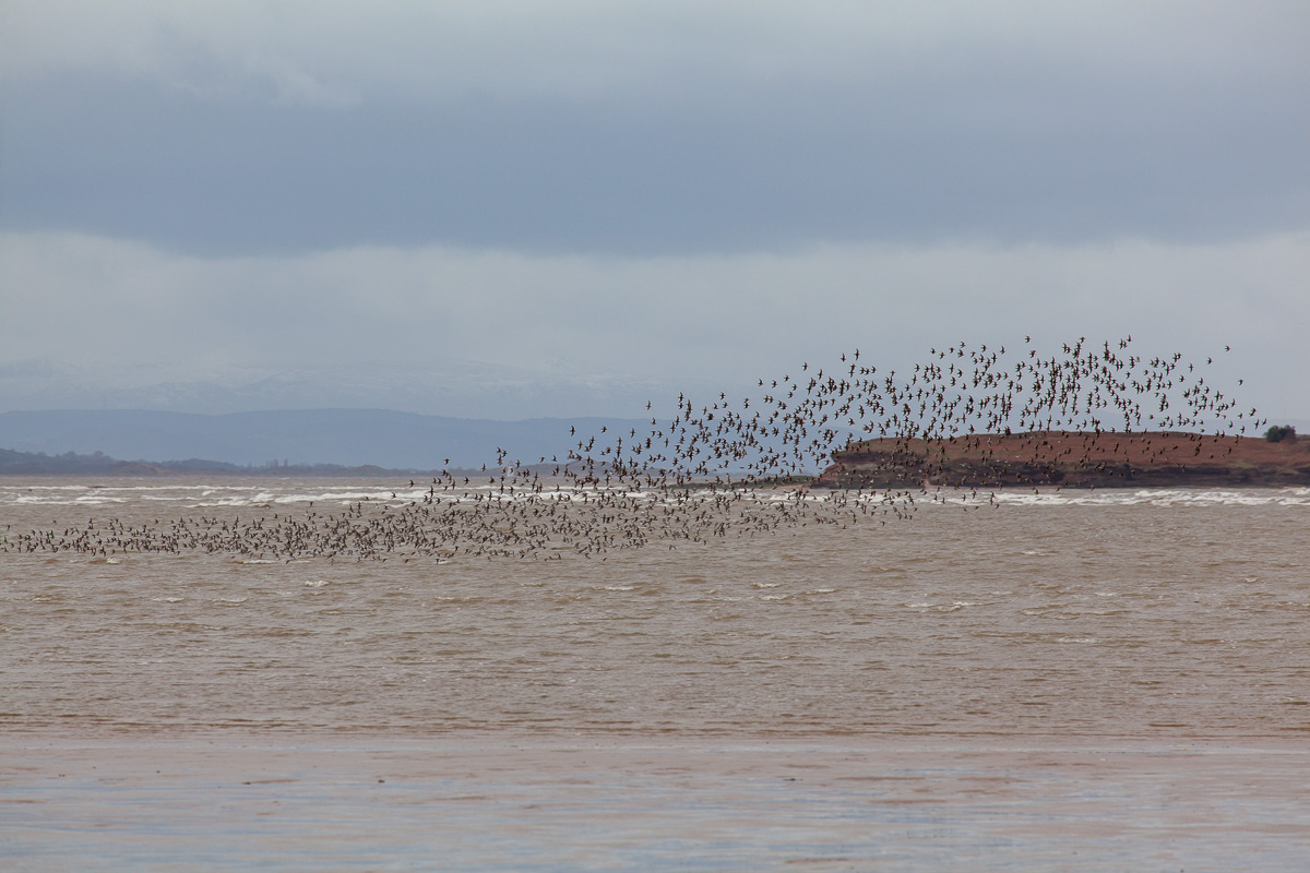 Dunlin near Hilbre Island