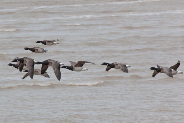 Brent geese