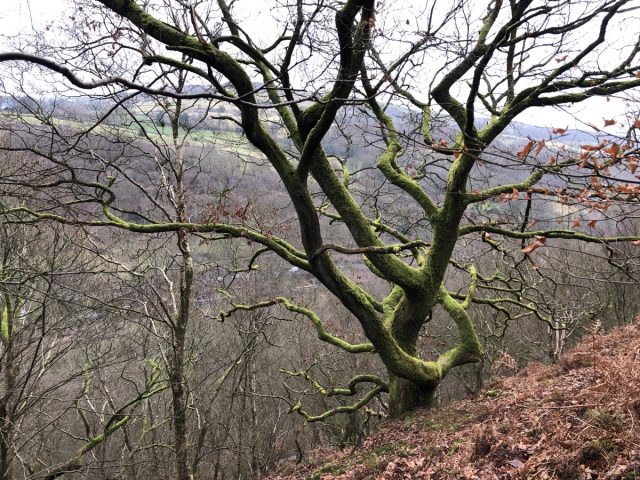 Crow Nest Wood