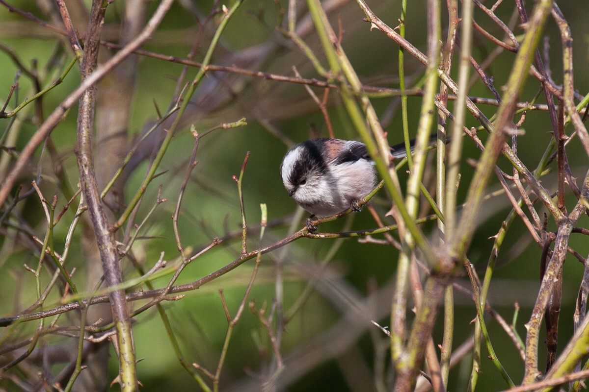 Long-tailed tit