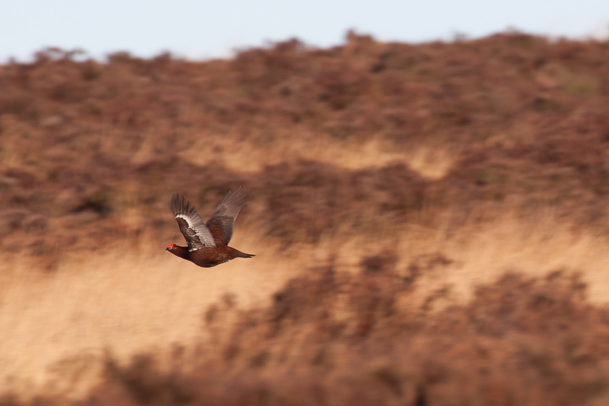 Male red grouse
