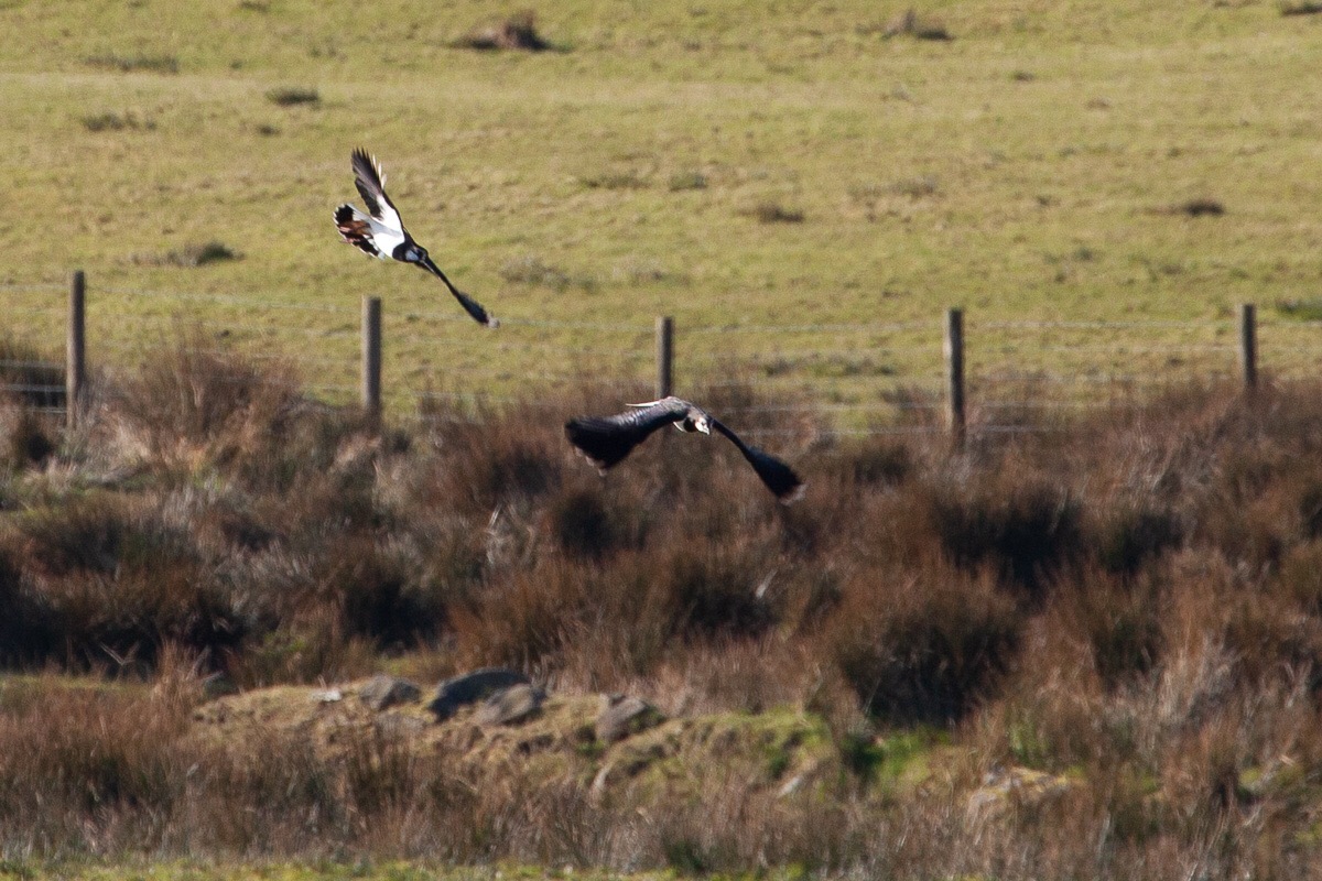 Lapwings