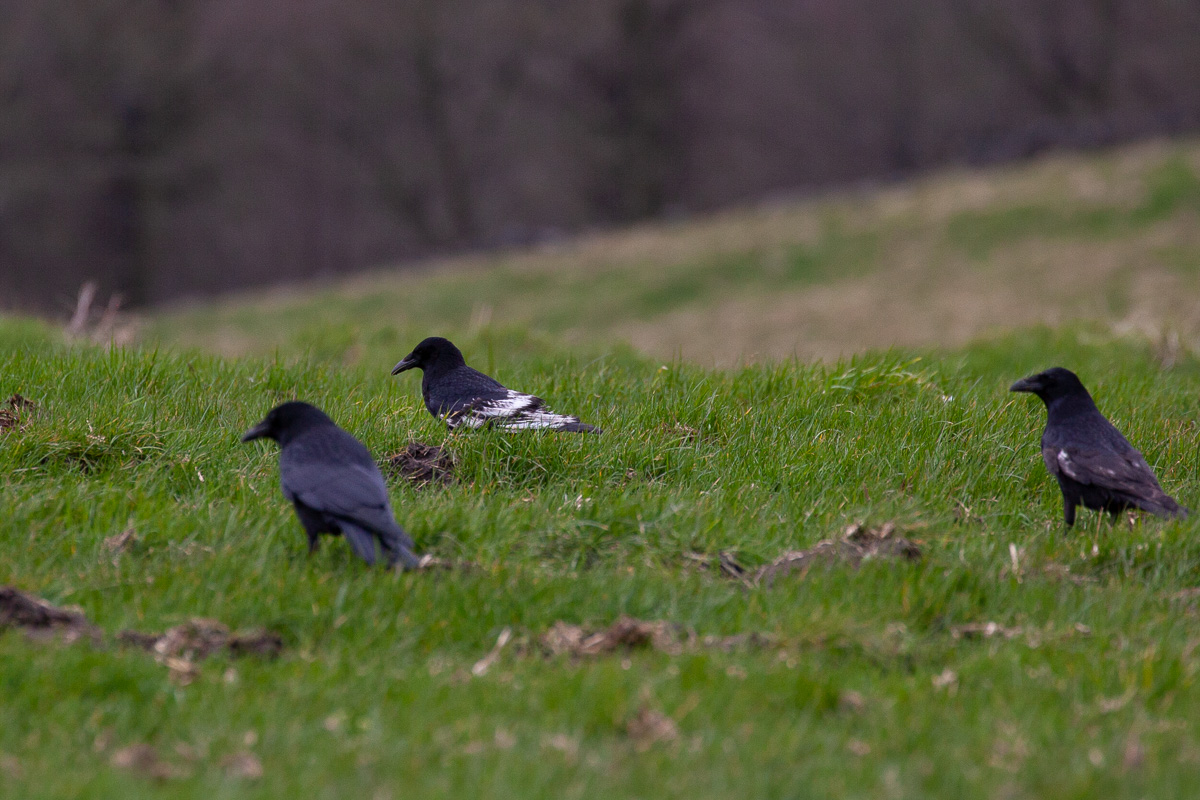 Carrion crows