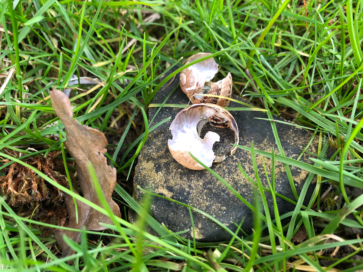 Thrush’s snail ‘anvil’