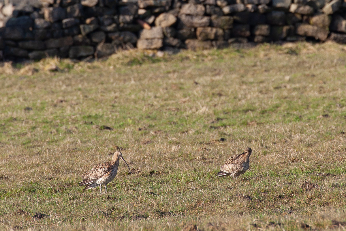 Curlews
