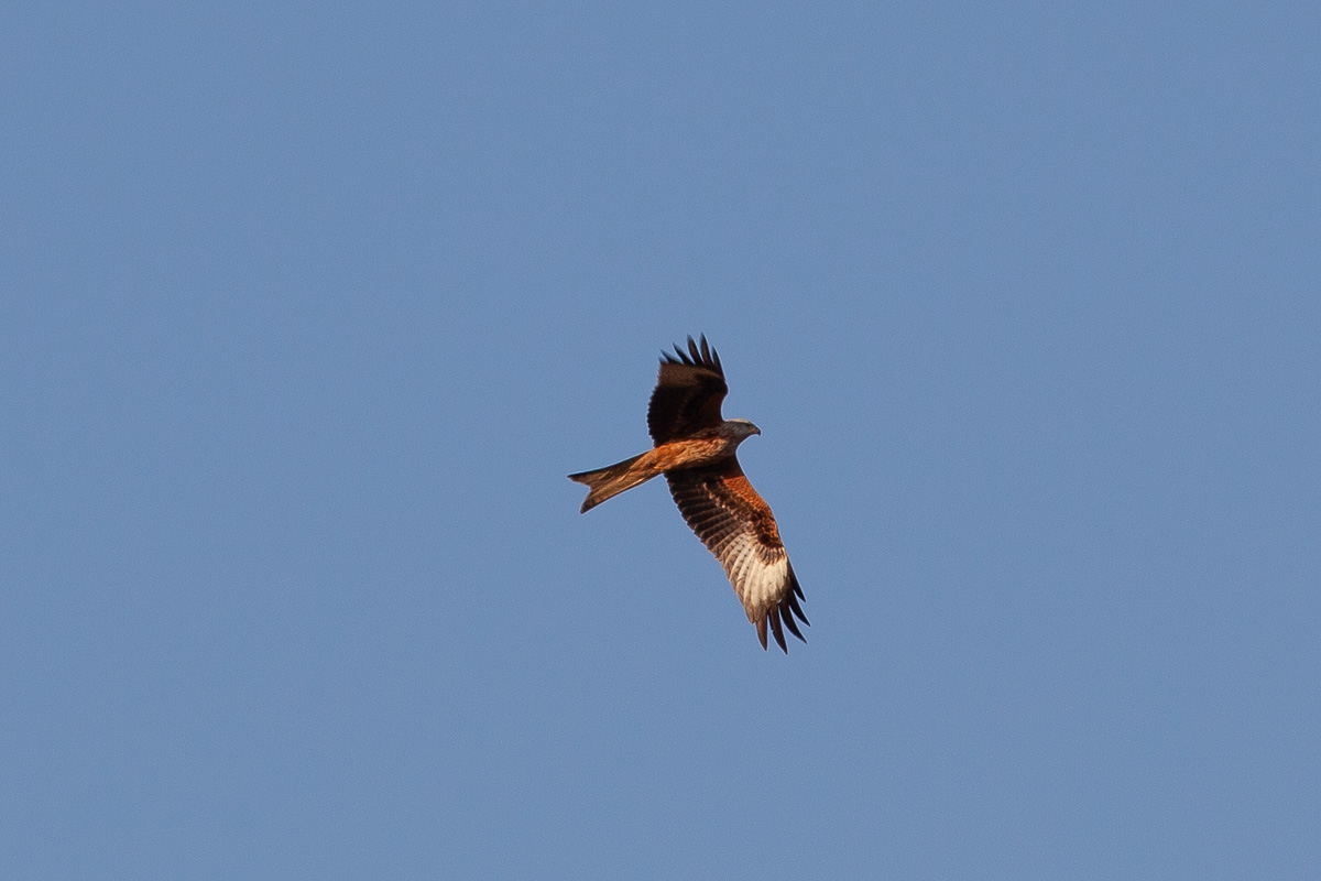 Red kite