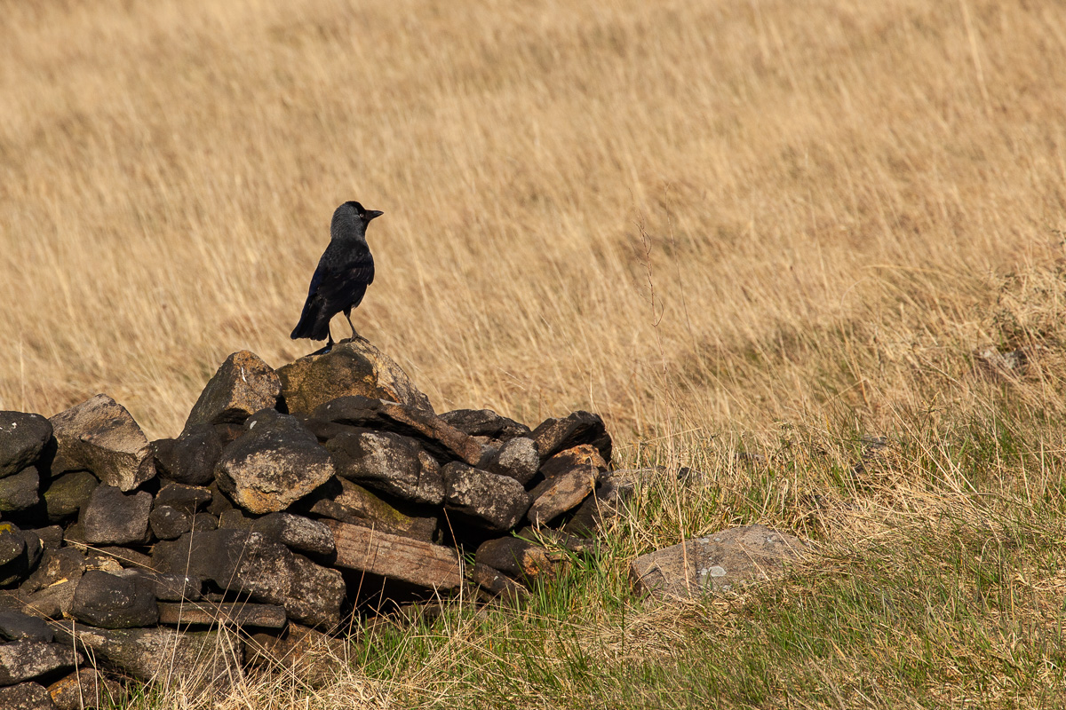 Jackdaw