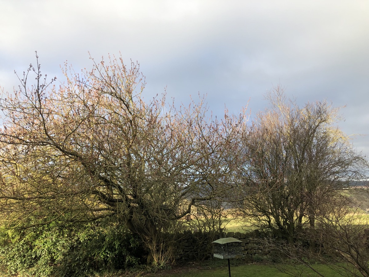Sunlight on trees