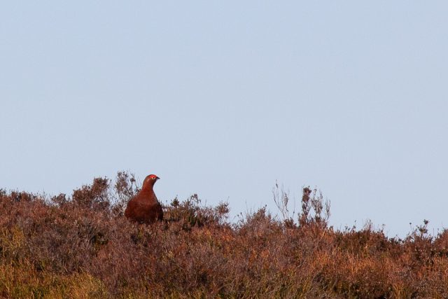 Red grouse
