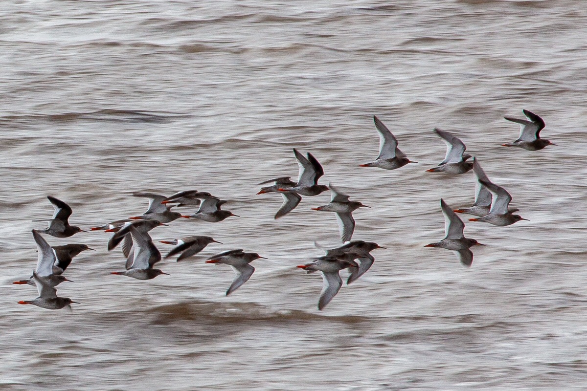 Redshank