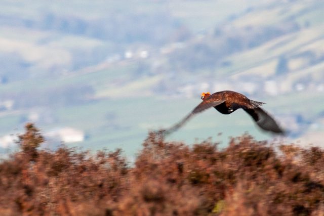Red grouse