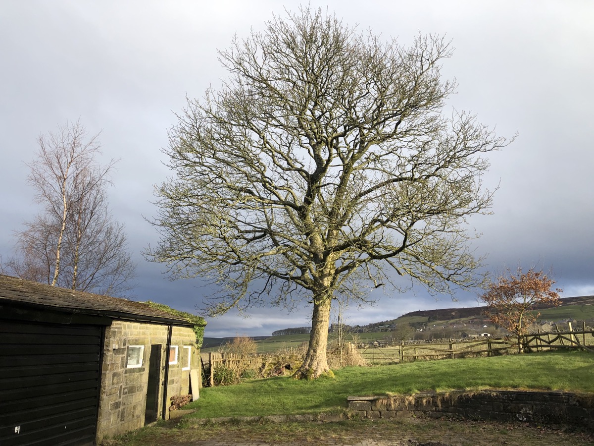 Sycamore bathed in light