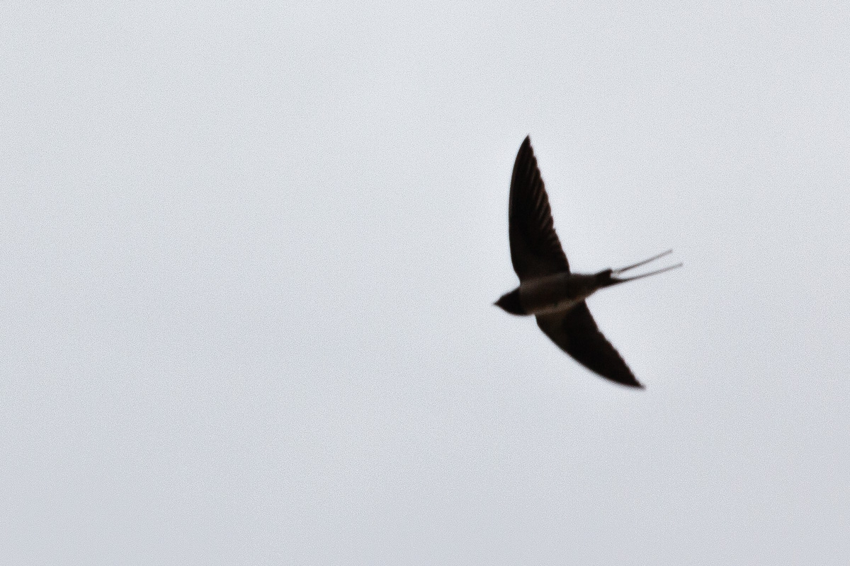 Swallow