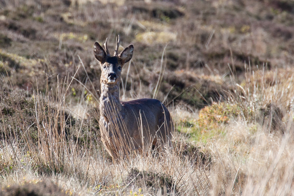 Roe deer
