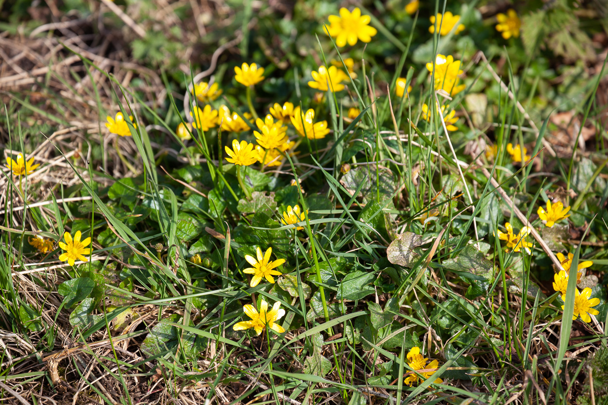 Lesser celandines