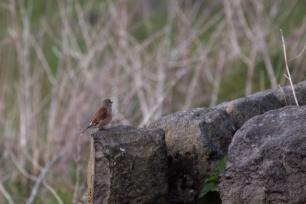 Linnet