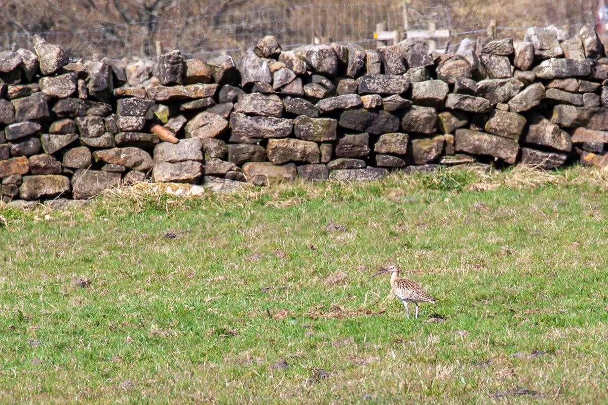 Curlew