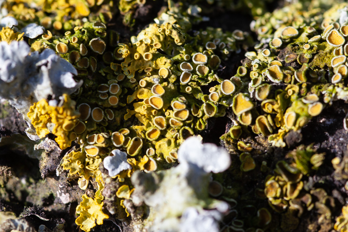 Xanthoria parietina