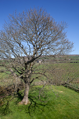 Sycamore