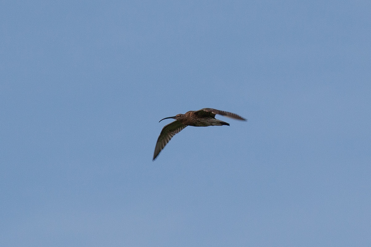 Curlew