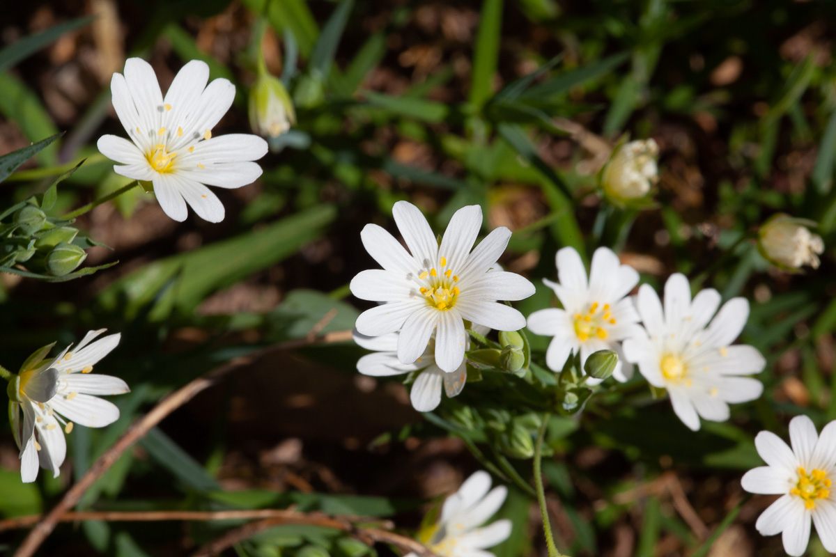 Greater stitchwort