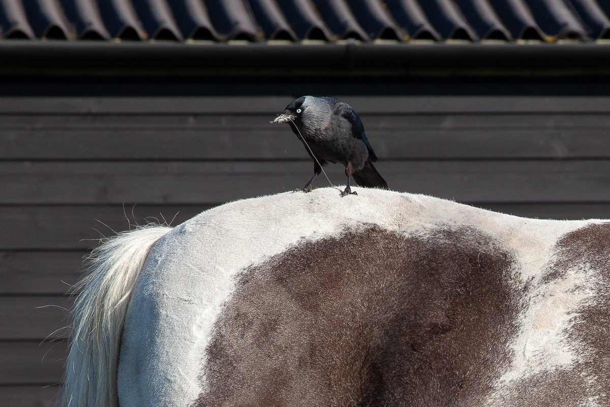 Jackdaw gathering horse-hair