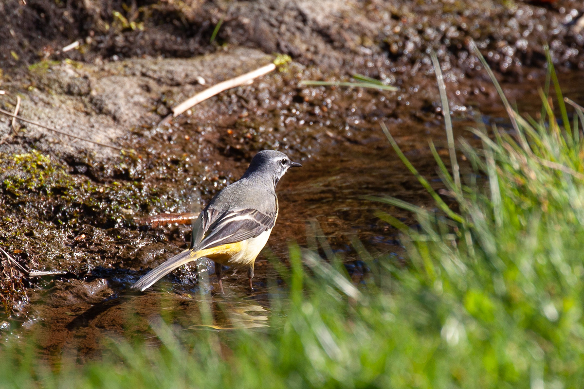 Grey wagtail
