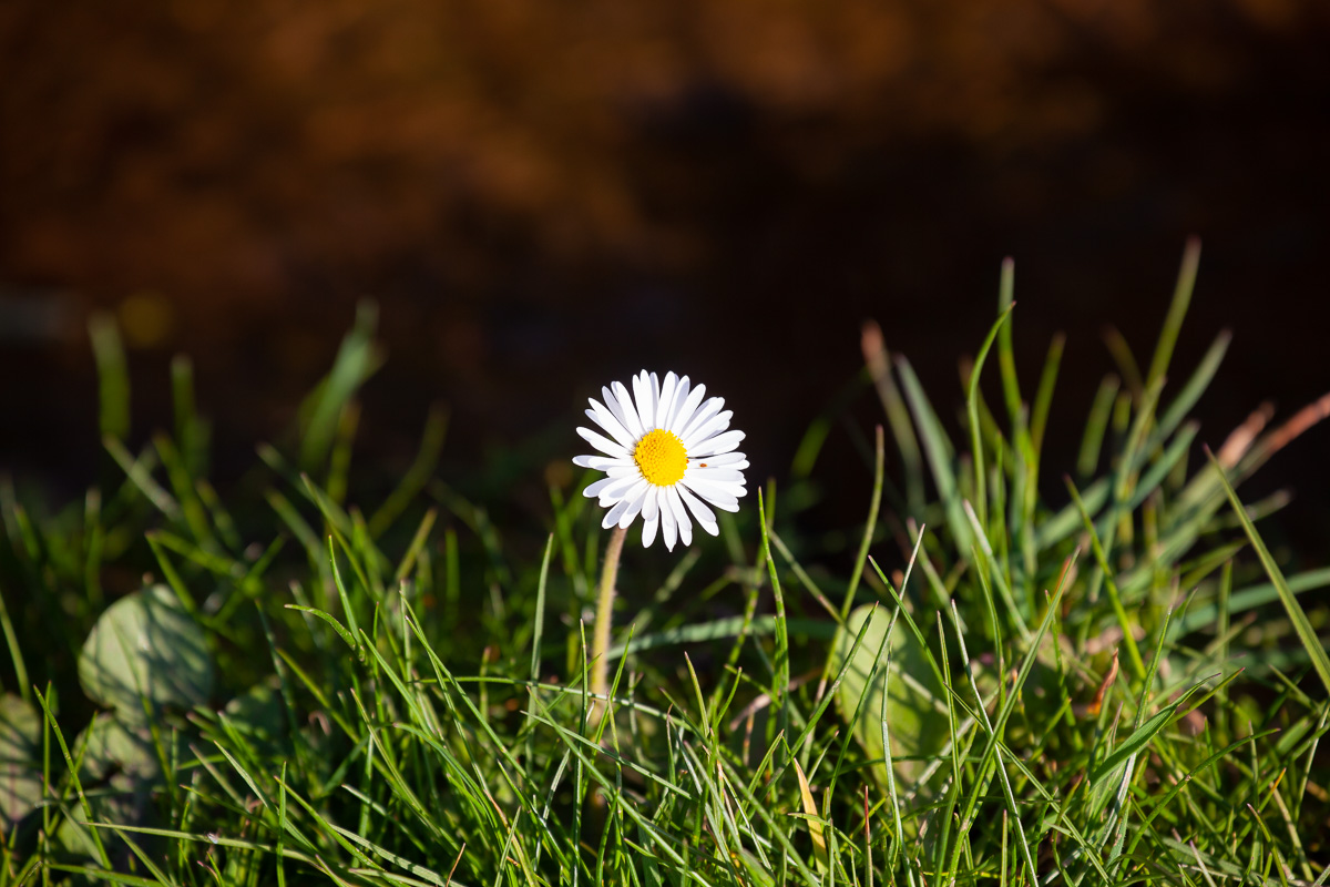 Daisy