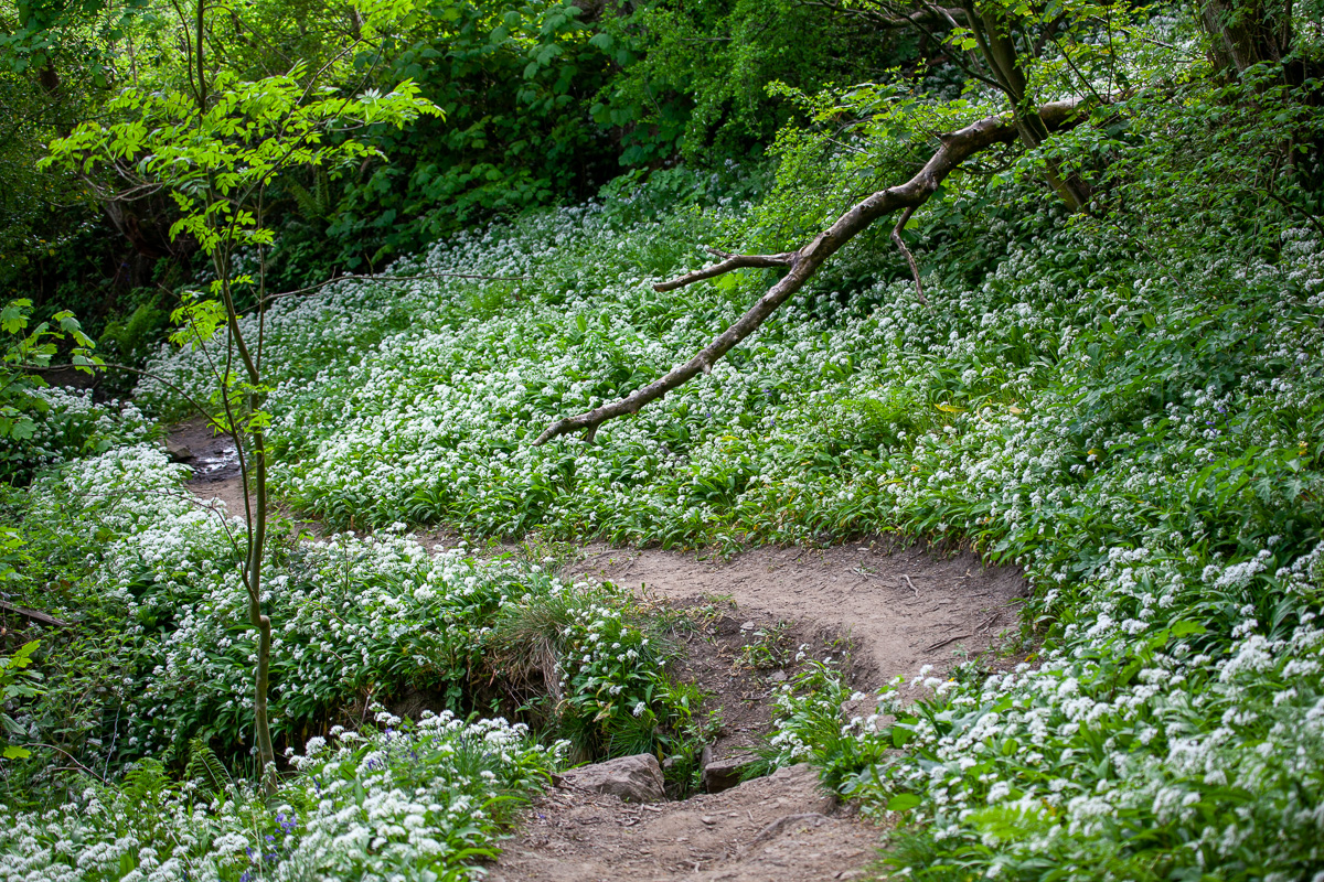 Wild garlic