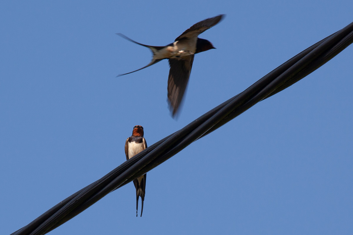 Swallows