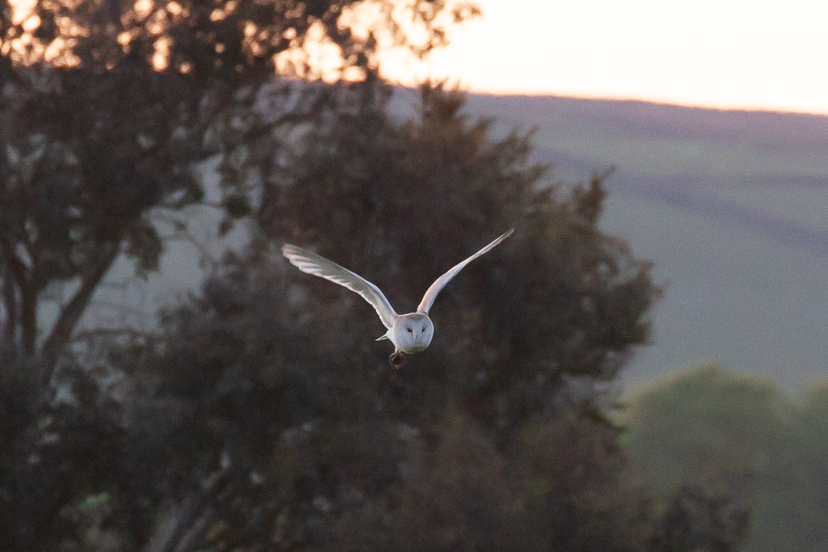 Barn owl (with victim)