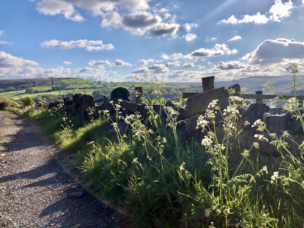 Cow parsley