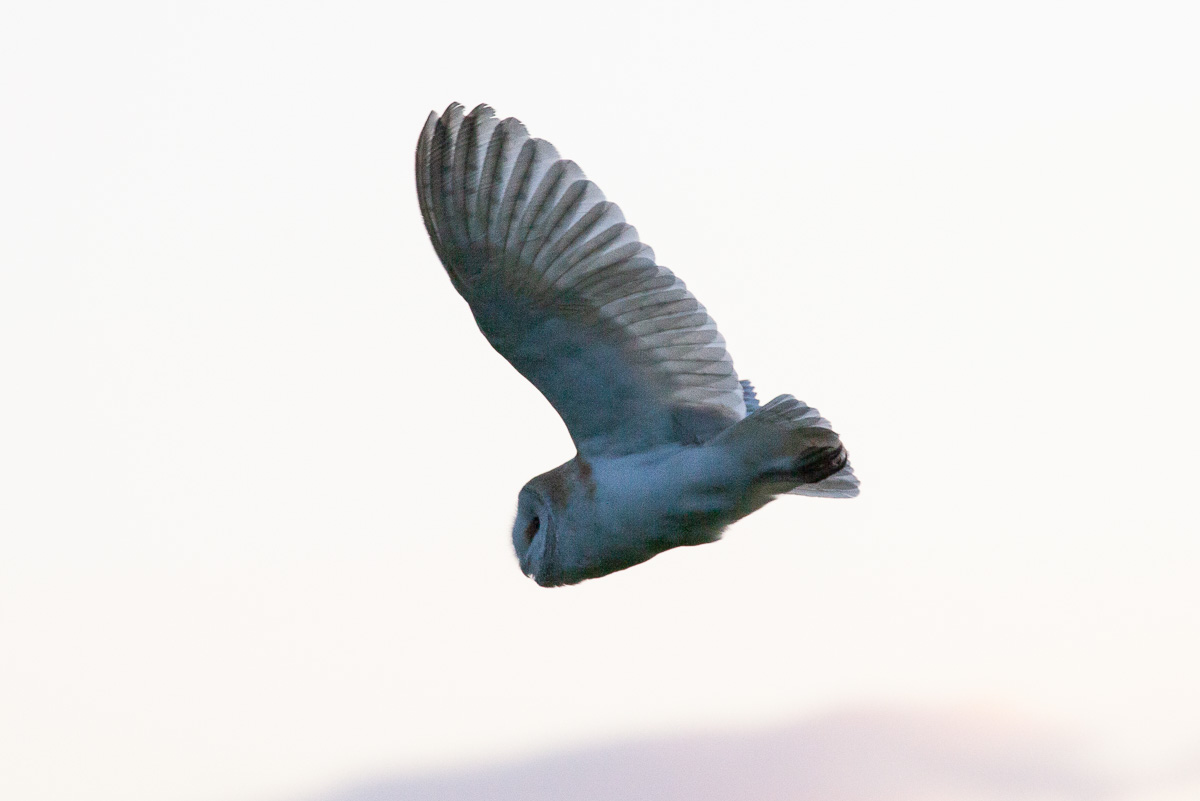 Barn owl