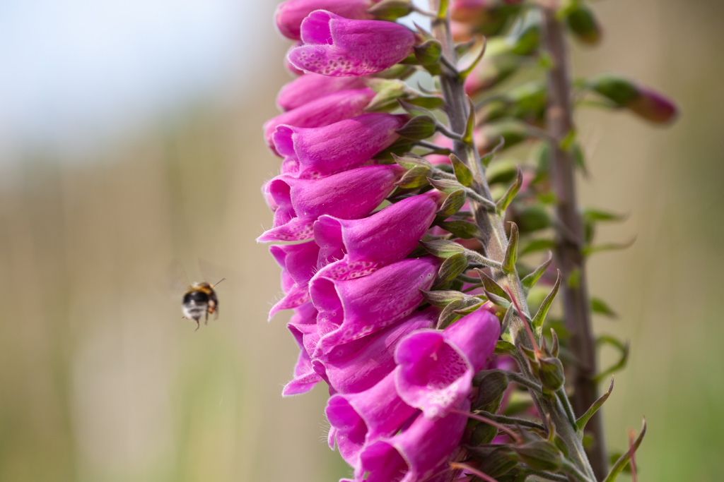 Foxgloves