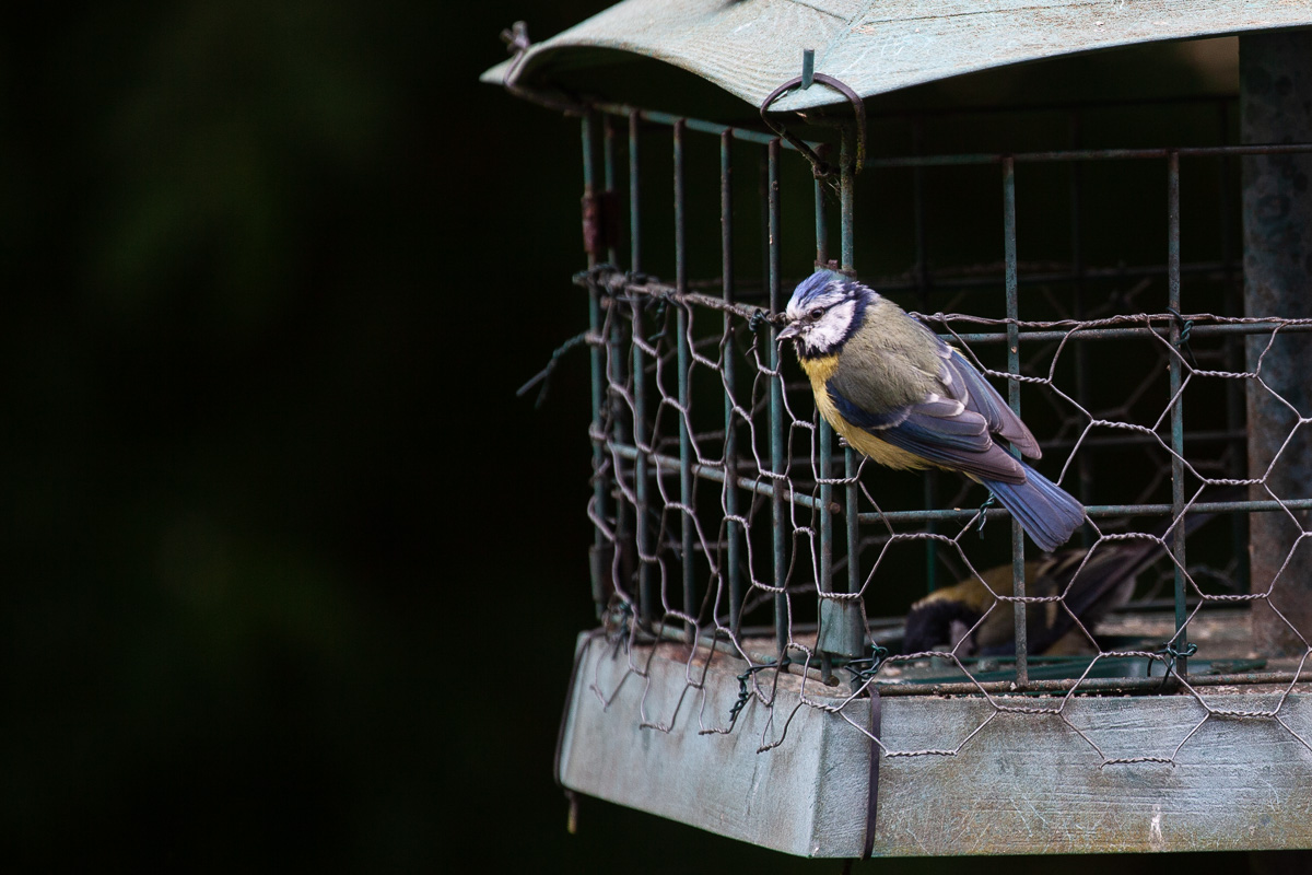 Blue tit