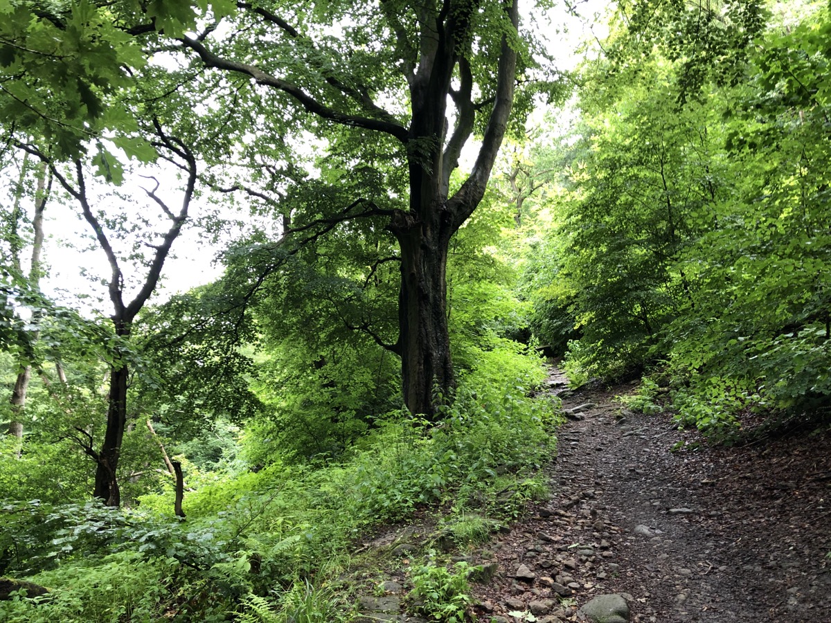 Crow Nest Wood