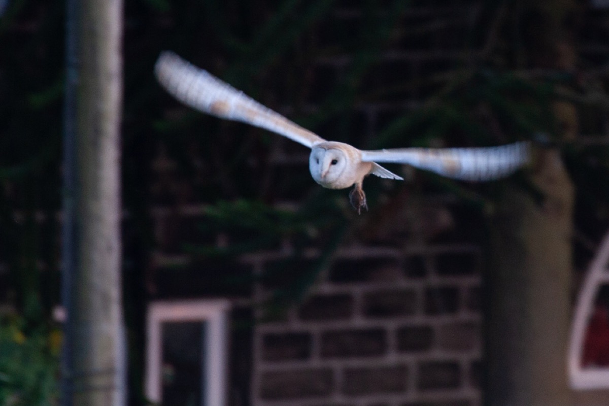 Barn owl