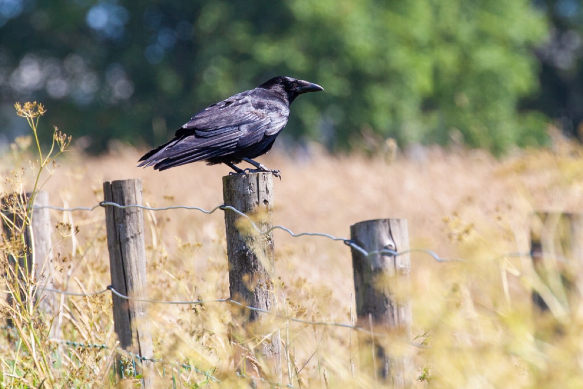 Carrion crow