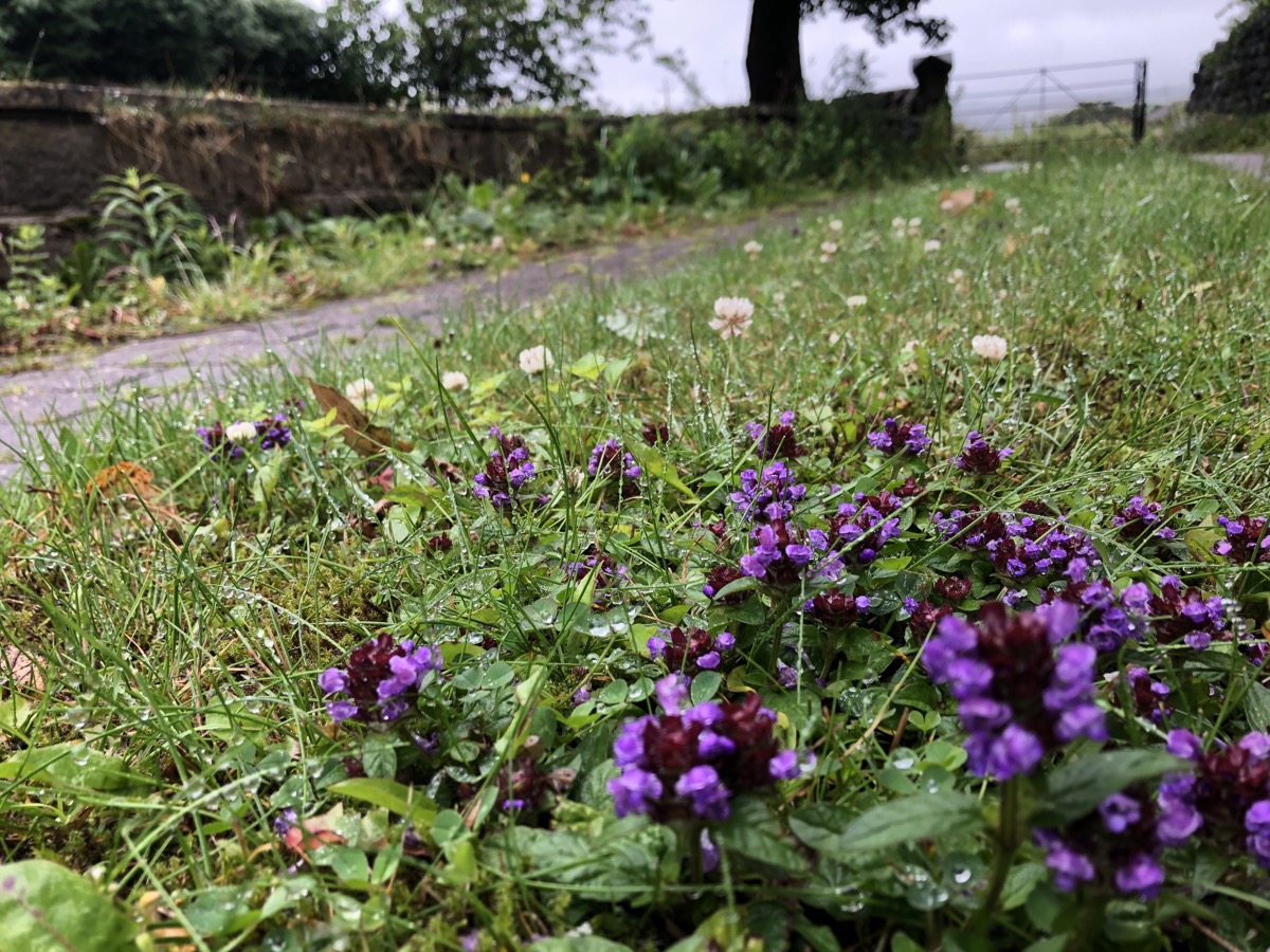 Selfheal