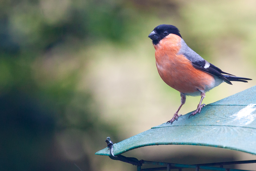 Male bullfinch