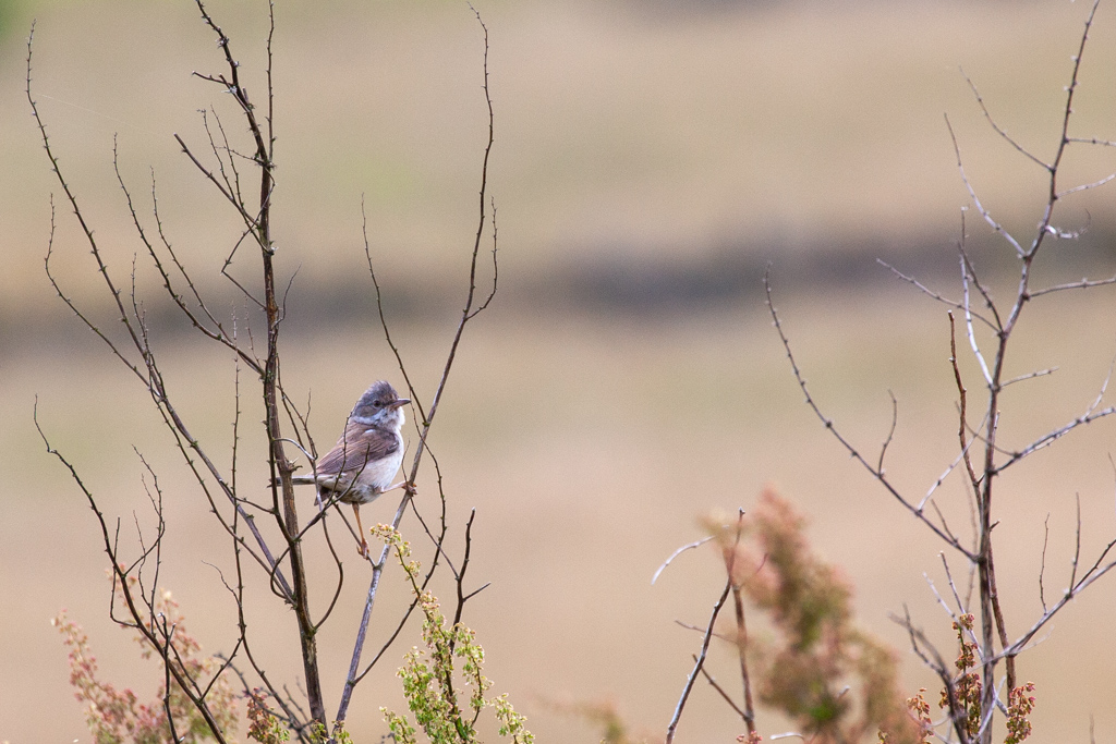 Whitethroat