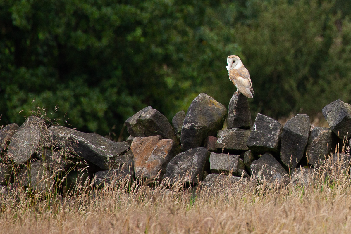Barn owl