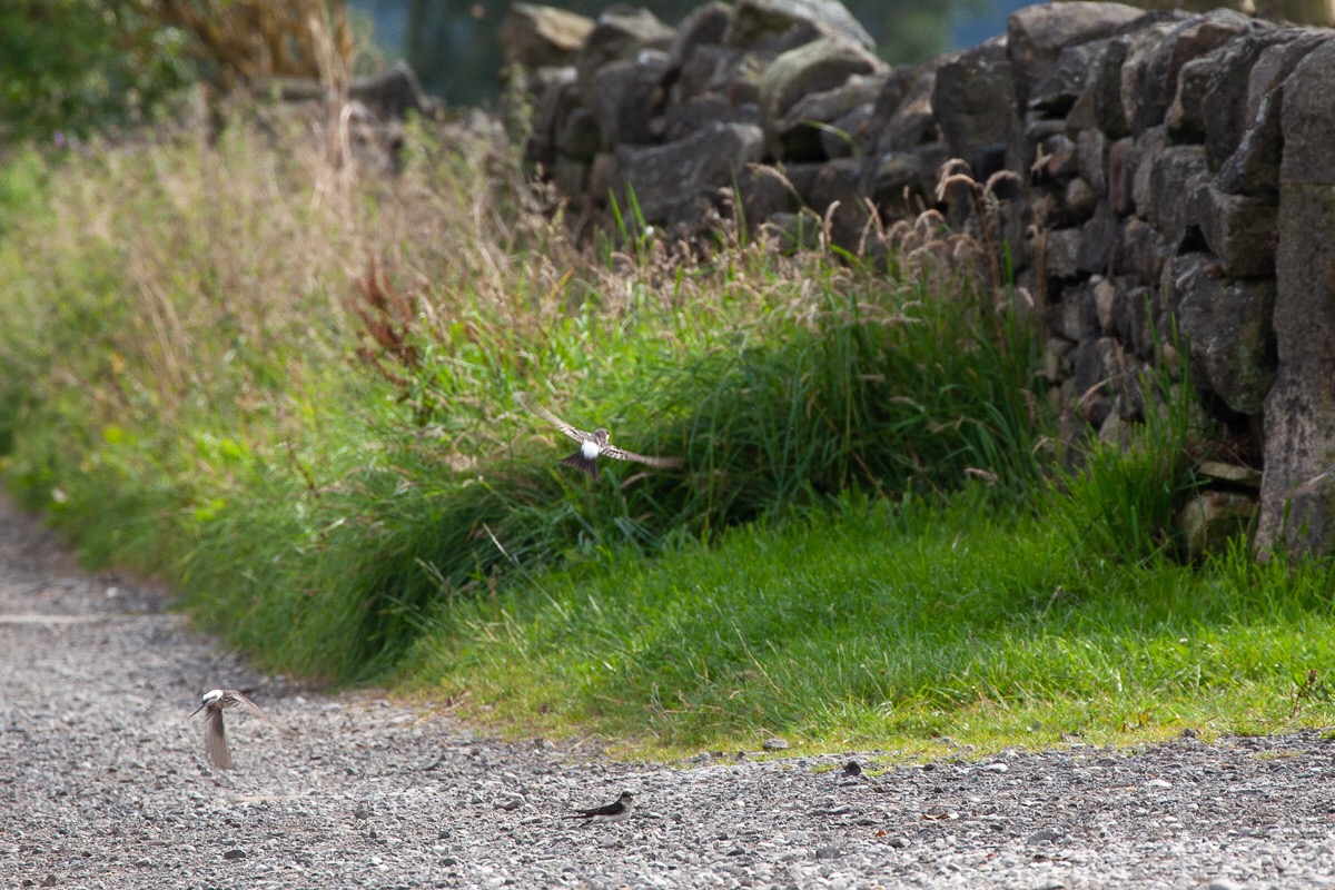 House martins gathering grit