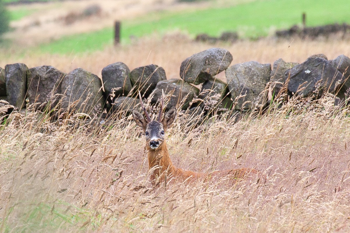 Roe buck