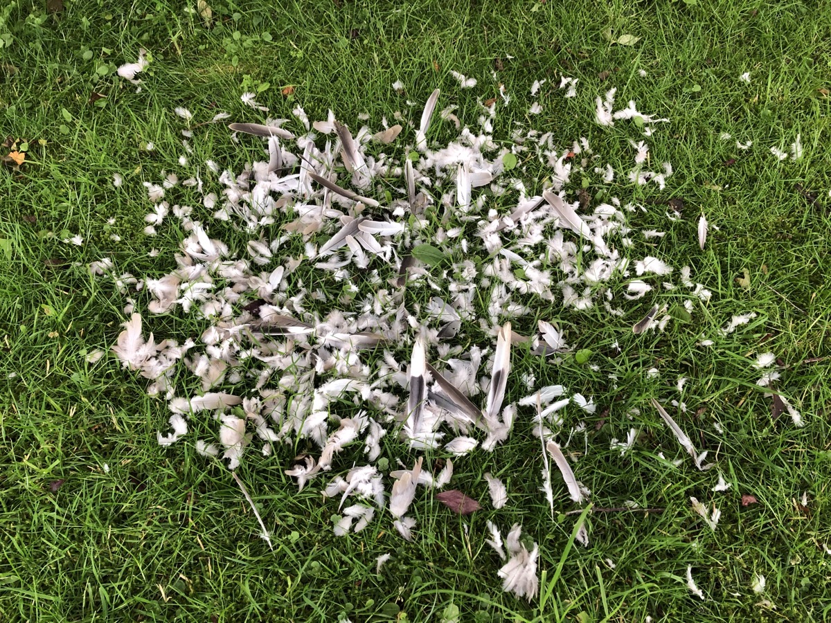 Murder scene