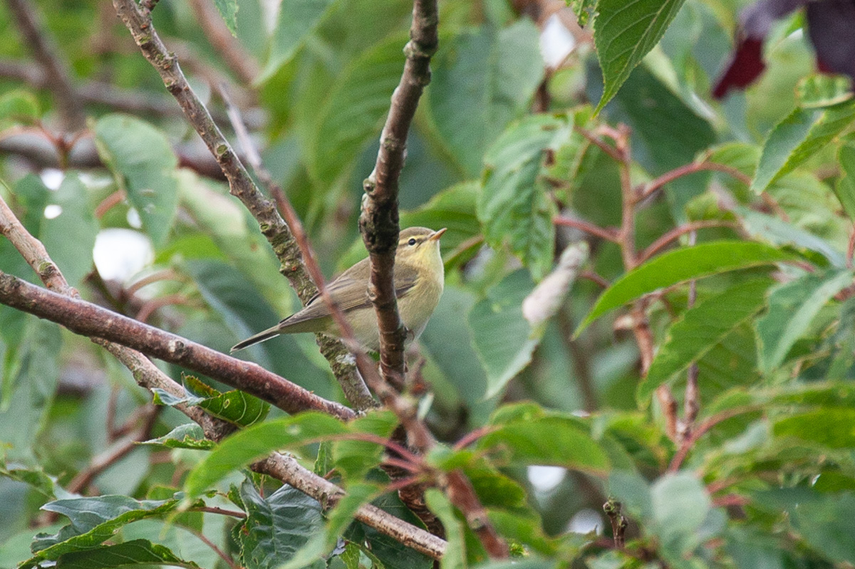 Willow warbler