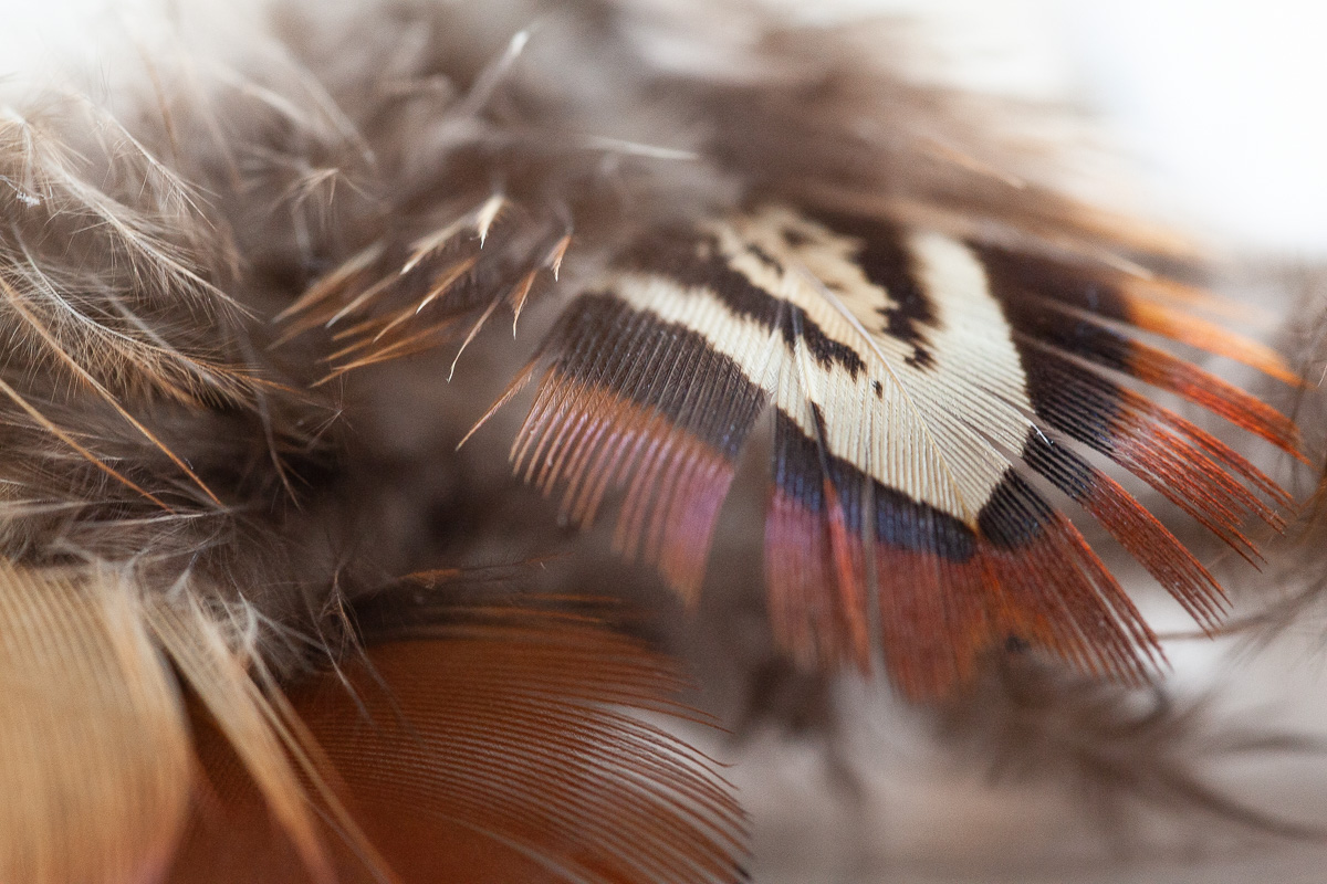 Pheasant feathers