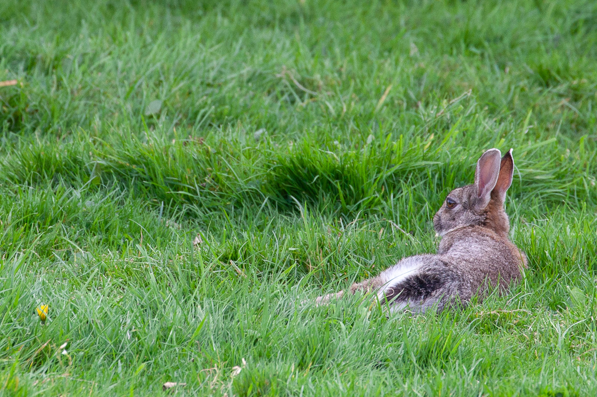Rabbit, chilling.