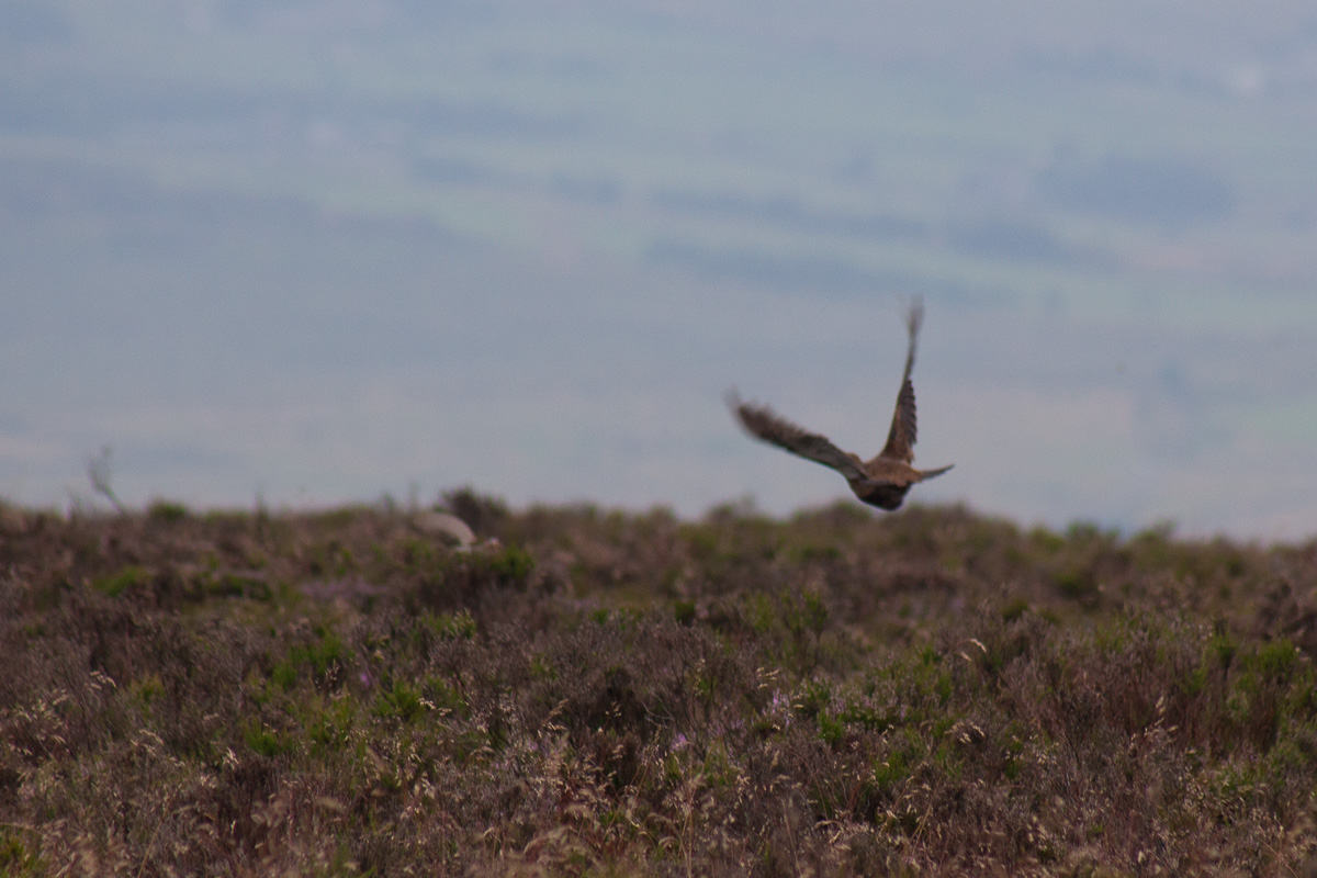 A flushed grouse heads off low across the heather.